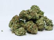 THCA Diamond Business Rapidly Growing?