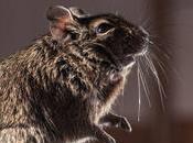 Emergency Rodent Control: 24/7 Services Solve Infestations