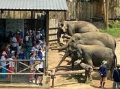 ELEPHANT SANCTUARY SAMUI ISLAND, THAILAND, Guest Post Scheaffer