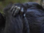 Bondo Monkey Cryptid Specially Adapted Chimpanzee?