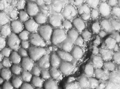 Titanosaurs Were Largest Land Animals Earth Ever Seen These Plant-powered Dinosaurs Combined Traits Reptiles Mammals