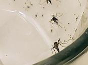 Female Mosquitoes Depend Each Other Choose Best Breeding Grounds with Arrival Spring, They Already Hunt