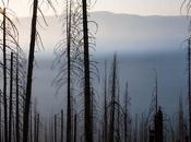 Fighting Every Wildfire Ensures Fires More Extreme, Harm Forests’ Ability Adapt Climate Change