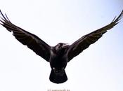 Crow Flying Timing கூகையைக் காக்கை இகல்வெல்லும்