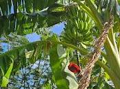Tropical Garden Update Growing Bananas