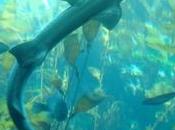 ‘Kelp Watch’ Project Assess Fukushima Contamination