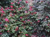 Camellia Vernalis ‘Asahi-no-minato’