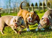 Everything Need Know About American Bully Breed Care Characteristics