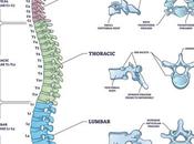 Spine (3rd Lumbar Vertebra)