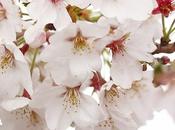 Trip Cherry Blossoms