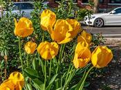 Yellow Tulips, WAM!