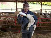 This Lambing Season Became Worst Ever