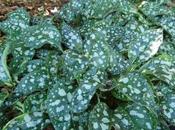 Pulmonaria Saccharata ‘Leopard’