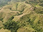 Paying People Replant Tropical Forests Letting Them Harvest Wood Climate, Justice Environment