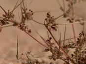 Seed Bank Mojave Desert Preserving Centuries-old Endangered Ecosystem