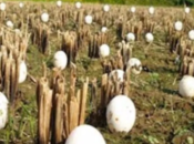 Farmer Finds Hundreds Strange Eggs Crops When They Hatch, Bursts Into Tears