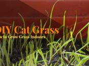 Grass Grow Indoors