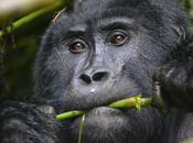 Sixty Minutes Solitude with Uganda’s Mountain Gorillas