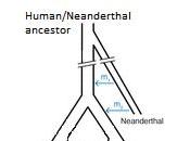 Neanderthal Genes Helped Humans Adapt