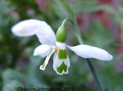 Garden This Weekend 2/2/14