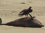 Peru: Over Dead Dolphins Found Lambayeque Region Beaches Last Month