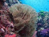 Richelieu Rock: Spark Spectacular Marine Life