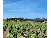 Pre-Industrial Approach Farming Ridge Vineyards Lytton Springs Estate