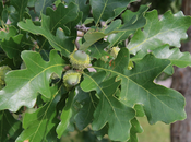 South Dakota Tree-Following: Chêne Gros Acorn