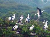 White Stork Bringing Children நாராய் செங்கால்