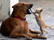 Friendly Banter, Fight