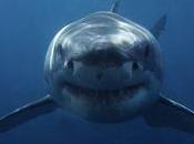 Live Stream John Cena Discovery