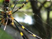 Invasive Joro Spider Takes Hold