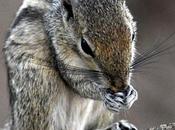 Mush Salvador Dali கொடுவா மீசை அருவா பார்வை