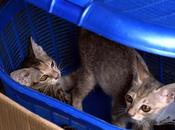 Cat-basket (Felis Catus)