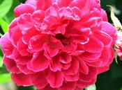 Beautiful Pattu Rosa Love River Razor Hunger Flower