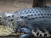 Croc Tears Beautiful, Fragrant Crocodiles