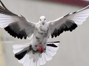 White Dove வெள்ளை புறா ஒன்று