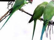 Parrot Raises Hand Good Morning