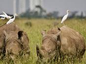 CLOSE-UP WITH WILDLIFE NAIROBI, KENYA: Part Nairobi National Park, Guest Post Humberto Gutierrez Rivas