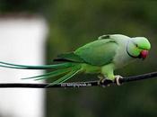 Parrots Millet வயதினிலே' சோளம் வெதைக்கையிலே......