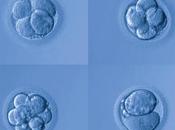 Most Human Embryos Naturally After Conception Restrictive Abortion Laws Account This Embryo Loss