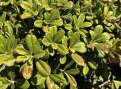 Even Desert Plants Known Their Resilience Burn Heat