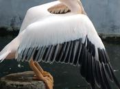 Wild Thoughts Spreading Wings