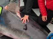 Pregnant Shark Tagged Monitored Months, Then Disappeared. Scientists Know What Happened