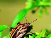 Amazing Facts About Insects