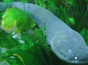 Weird Interesting Facts About Electric Eels