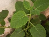 Karpooravalli/ Ajwain Leaves Rasaam Cold Phlegm