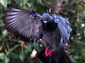 Black White Pigeon அமைதி புறாவே, புறாவே அழைக்கின்றேன்