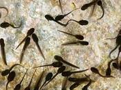 Strange Ways Women Drinks Bottle Tadpoles