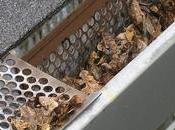 Importance Regular Gutter Cleaning Home Maintenance